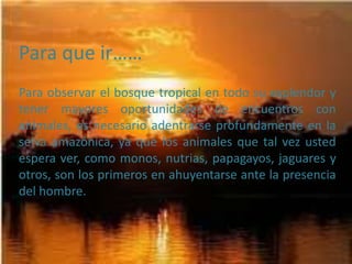 Para que ir……
Para observar el bosque tropical en todo su esplendor y
tener mayores oportunidades de encuentros con
animales, es necesario adentrarse profundamente en la
selva amazónica, ya que los animales que tal vez usted
espera ver, como monos, nutrias, papagayos, jaguares y
otros, son los primeros en ahuyentarse ante la presencia
del hombre.
 
