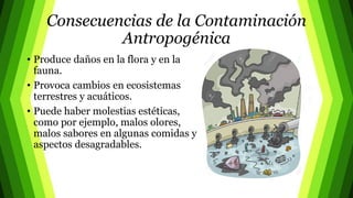 Consecuencias de la Contaminación
Antropogénica
• Produce daños en la flora y en la
fauna.
• Provoca cambios en ecosistemas
terrestres y acuáticos.
• Puede haber molestias estéticas,
como por ejemplo, malos olores,
malos sabores en algunas comidas y
aspectos desagradables.
 