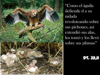 “Comoel águila defiende d a su  nidada revoloteando sobre sus pichones, así extendió sus alas, los tomó y los llevó sobre sus plumas”Dt. 32,11