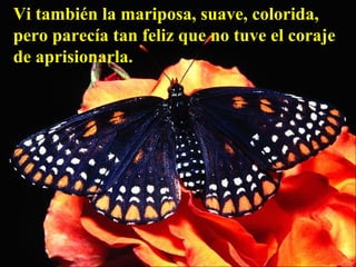 Vi también la mariposa, suave, colorida, pero parecía tan feliz que no tuve el coraje de aprisionarla.   
