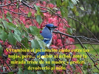 Vi también el pichoncito caído entre las hojas, pero... al subir al árbol, noté la mirada triste de su madre y preferí devolverlo al nido.   