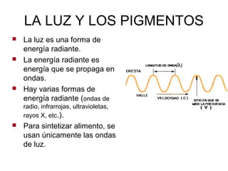 LA LUZ Y LOS PIGMENTOS
 La luz es una forma de
energía radiante.
 La energía radiante es
energía que se propaga en
ondas.
 Hay varias formas de
energía radiante (ondas de
radio, infrarrojas, ultravioletas,
rayos X, etc.).
 Para sintetizar alimento, se
usan únicamente las ondas
de luz.
 