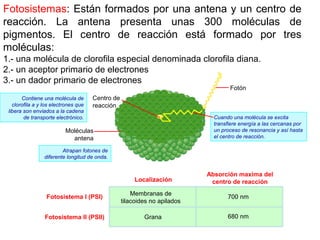 Centro de
reacción
Moléculas
antena
Fotón
Atrapan fotones de
diferente longitud de onda.
Contiene una molécula de
clorofila a y los electrones que
libera son enviados a la cadena
de transporte electrónico. Cuando una molécula se excita
transfiere energía a las cercanas por
un proceso de resonancia y así hasta
el centro de reacción.
Fotosistema I (PSI)
Fotosistema II (PSII)
Localización
Absorción maxima del
centro de reacción
Membranas de
tilacoides no apilados
Grana
700 nm
680 nm
Fotosistemas: Están formados por una antena y un centro de
reacción. La antena presenta unas 300 moléculas de
pigmentos. El centro de reacción está formado por tres
moléculas:
1.- una molécula de clorofila especial denominada clorofila diana.
2.- un aceptor primario de electrones
3.- un dador primario de electrones
 