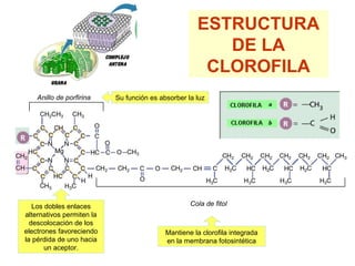 ESTRUCTURA
DE LA
CLOROFILA
Anillo de porfirina
Cola de fitol
Su función es absorber la luz
Mantiene la clorofila integrada
en la membrana fotosintética
Los dobles enlaces
alternativos permiten la
descolocación de los
electrones favoreciendo
la pérdida de uno hacia
un aceptor.
 