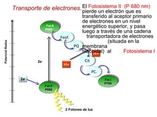Fot.IIFot.II
P680P680
Fot.IIFot.II
P680P680
2e-
PotencialRedox
2e-
Fot.II
P680 **
Fot.II
P680 **
Feof.Feof.
PQPQ
CitCit
2 Fotones de luz
PC.PC.
Fot.IFot.I
P700P700
Fot.IFot.I
P700P700
H+
H+
Transporte de electrones.El Fotosistema II (P 680 nm)
pierde un electrón que es
transferido al aceptor primario
de electrones en un nivel
energético superior, y pasa
luego a través de una cadena
transportadora de electrones
(situada en la
membrana
tilacoidal) al Fotosistema I
 