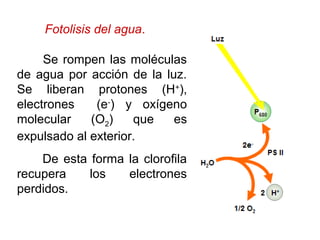Se rompen las moléculas
de agua por acción de la luz.
Se liberan protones (H+
),
electrones (e-
) y oxígeno
molecular (O2) que es
expulsado al exterior.
De esta forma la clorofila
recupera los electrones
perdidos.
Fotolisis del agua.
 