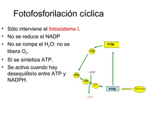 • Sólo interviene el fotosistema I.
• No se reduce el NADP
• No se rompe el H2O: no se
libera O2.
• Sí se sintetiza ATP.
• Se activa cuando hay
desequilibrio entre ATP y
NADPH.
Fotofosforilación cíclica
 