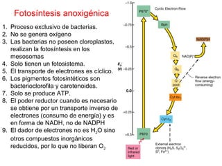 Fotosíntesis anoxigénica
1. Proceso exclusivo de bacterias.
2. No se genera oxígeno
3. Las bacterias no poseen cloroplastos,
realizan la fotosíntesis en los
mesosomas
4. Solo tienen un fotosistema.
5. El transporte de electrones es cíclico.
6. Los pigmentos fotosintéticos son
bacterioclorofila y carotenoides.
7. Solo se produce ATP.
8. El poder reductor cuando es necesario
se obtiene por un transporte inverso de
electrones (consumo de energía) y es
en forma de NADH, no de NADPH
9. El dador de electrones no es H2O sino
otros compuestos inorgánicos
reducidos, por lo que no liberan O2
 