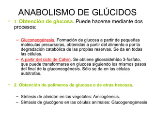 ANABOLISMO DE GLÚCIDOS
• 1. Obtención de glucosa. Puede hacerse mediante dos
procesos:
– Gluconeogénesis. Formación de glucosa a partir de pequeñas
moléculas precursoras, obtenidas a partir del alimento o por la
degradación catabólica de las propias reservas. Se da en todas
las células.
– A partir del ciclo de Calvin. Se obtiene gliceraldehído 3-fosfato,
que puede transformarse en glucosa siguiendo los mismos pasos
del final de la gluconeogénesis. Sólo se da en las células
autótrofas.
• 2. Obtención de polímeros de glucosa o de otras hexosas.
– Síntesis de almidón en las vegetales: Amilogénesis.
– Síntesis de glucógeno en las células animales: Glucogenogénesis
 
