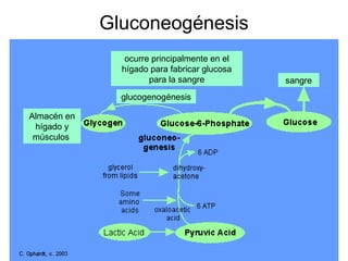 Gluconeogénesis
ocurre principalmente en el
hígado para fabricar glucosa
para la sangre
Almacén en
hígado y
músculos
glucogenogénesis
sangre
 