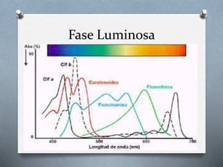 Fase Luminosa
 