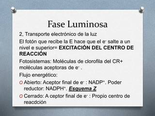 2, Transporte electrónico de la luz
El fotón que recibe la E hace que el e- salte a un
nivel e superior= EXCITACIÓN DEL CENTRO DE
REACCIÓN
Fotosistemas: Moléculas de clorofila del CR+
moléculas aceptoras de e- .
Flujo energético:
O Abierto: Aceptor final de e- : NADP+. Poder
reductor: NADPH+. Esquema Z
O Cerrado: A ceptor final de e- : Propio centro de
reacdción
Fase Luminosa
 