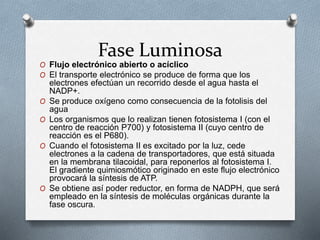 Fase Luminosa
O Flujo electrónico abierto o acíclico
O El transporte electrónico se produce de forma que los
electrones efectúan un recorrido desde el agua hasta el
NADP+.
O Se produce oxígeno como consecuencia de la fotolisis del
agua
O Los organismos que lo realizan tienen fotosistema I (con el
centro de reacción P700) y fotosistema II (cuyo centro de
reacción es el P680).
O Cuando el fotosistema II es excitado por la luz, cede
electrones a la cadena de transportadores, que está situada
en la membrana tilacoidal, para reponerlos al fotosistema I.
El gradiente quimiosmótico originado en este flujo electrónico
provocará la síntesis de ATP.
O Se obtiene así poder reductor, en forma de NADPH, que será
empleado en la síntesis de moléculas orgánicas durante la
fase oscura.
 