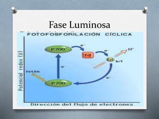 Fase Luminosa
Flujo electrónico cíclico
O La clorofila del centro de reacción del
fotosistema I, excitada por la luz, cede
electrones a las moléculas de la cadena
transportadora de electrones, y, tras recorrerla,
estos vuelven de nuevo al centro de reacción de
este mismo fotosistema. Los electrones realizan
un recorrido cíclico, ya que salen y retornan a la
misma molécula
O Aunque se produce ATP, no se genera NADPH.
 