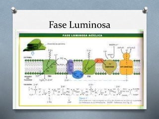 Fase Luminosa
 