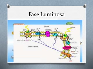 Fase Luminosa
 