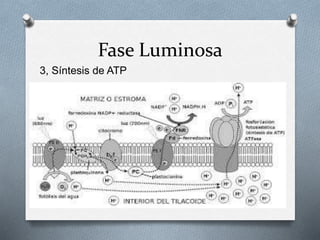 3, Síntesis de ATP
Fase Luminosa
 