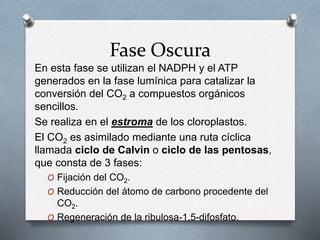 Fase Oscura
En esta fase se utilizan el NADPH y el ATP
generados en la fase lumínica para catalizar la
conversión del CO2 a compuestos orgánicos
sencillos.
Se realiza en el estroma de los cloroplastos.
El CO2 es asimilado mediante una ruta cíclica
llamada ciclo de Calvin o ciclo de las pentosas,
que consta de 3 fases:
O Fijación del CO2.
O Reducción del átomo de carbono procedente del
CO2.
O Regeneración de la ribulosa-1,5-difosfato.
 