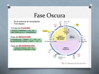 Fase Oscura
 