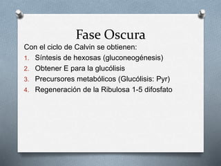 Fase Oscura
Con el ciclo de Calvin se obtienen:
1. Síntesis de hexosas (gluconeogénesis)
2. Obtener E para la glucólisis
3. Precursores metabólicos (Glucólisis: Pyr)
4. Regeneración de la Ribulosa 1-5 difosfato
 