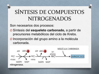 SÍNTESIS DE COMPUESTOS
NITROGENADOS
Son necesarios dos procesos:
O Síntesis del esqueleto carbonado, a partir de
precursores metabólicos del ciclo de Krebs.
O Incorporación del grupo amino a la molécula
carbonada.
Las plantas emplean como fuente de nitrógeno el nitrato presente en el
suelo, que incorporan a los aminoácidos tras reducirlo a grupos amino.
La reducción se realiza en dos etapas catalizadas por las enzimas
nitrato-reductasa y nitrito-reductasa Existen algunos grupos de
bacterias que no necesitan tomar nitratos. En su lugar son capaces de
captar el nitrógeno del aire y reducirlo gracias a que poseen la enzima
nitrogenasa.
 