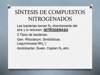 Las bacterias toman N2 directamente del
aire y lo reducen: NITROGENASA
2 Tipos de bacterias:
Gen. Rhizobium. Simbióticas.
Leguminosas.NH4
+)
Azotobacter. Suelo. Captan N2 atm.
SÍNTESIS DE COMPUESTOS
NITROGENADOS
 