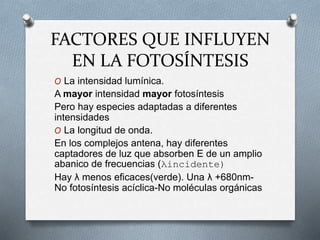 FACTORES QUE INFLUYEN
EN LA FOTOSÍNTESIS
O La intensidad lumínica.
A mayor intensidad mayor fotosíntesis
Pero hay especies adaptadas a diferentes
intensidades
O La longitud de onda.
En los complejos antena, hay diferentes
captadores de luz que absorben E de un amplio
abanico de frecuencias (λincidente)
Hay λ menos eficaces(verde). Una λ +680nm-
No fotosíntesis acíclica-No moléculas orgánicas
 
