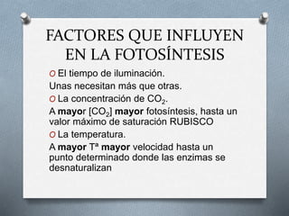 FACTORES QUE INFLUYEN
EN LA FOTOSÍNTESIS
O El tiempo de iluminación.
Unas necesitan más que otras.
O La concentración de CO2.
A mayor [CO2] mayor fotosíntesis, hasta un
valor máximo de saturación RUBISCO
O La temperatura.
A mayor Tª mayor velocidad hasta un
punto determinado donde las enzimas se
desnaturalizan
 