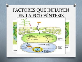 FACTORES QUE INFLUYEN
EN LA FOTOSÍNTESIS
O La humedad.
Un aire poco húmedo, las plantas cierran
estomas para evitar pérdidas de agua
dificultando la captación del CO2
O La concentración de oxígeno.
A mayor [O2] mayor fotosíntesis
 