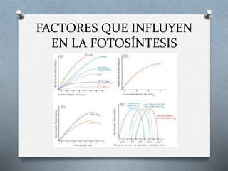 FACTORES QUE INFLUYEN
EN LA FOTOSÍNTESIS
 