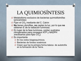 LA QUIMIOSÍNTESIS
O Metabolismo exclusivo de bacterias quimiolitotrófas
(procariotas)
O Fijan el CO2 mediante del C. Calvin
O No tienen clorofilas, no captan la luz, por lo que no
obtienen E de la radiación luminosa.
O En lugar de la fase luminosa, oxidan sustratos
nitrogenados para conseguir ATP y NADPH
)necesarios para fijas CO2)
O Es importante
O En los ciclos biogeoquímicos.
O Bacterias de fondos oceánicos
O Creen que fue la primera forma básica de autotrofía
en la formación de la Tierra.
 