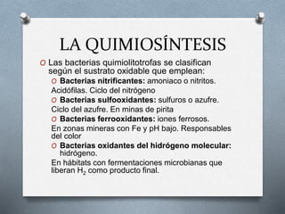 LA QUIMIOSÍNTESIS
O Las bacterias quimiolitotrofas se clasifican
según el sustrato oxidable que emplean:
O Bacterias nitrificantes: amoniaco o nitritos.
Acidófilas. Ciclo del nitrógeno
O Bacterias sulfooxidantes: sulfuros o azufre.
Ciclo del azufre. En minas de pirita
O Bacterias ferrooxidantes: iones ferrosos.
En zonas mineras con Fe y pH bajo. Responsables
del color
O Bacterias oxidantes del hidrógeno molecular:
hidrógeno.
En hábitats con fermentaciones microbianas que
liberan H2 como producto final.
 