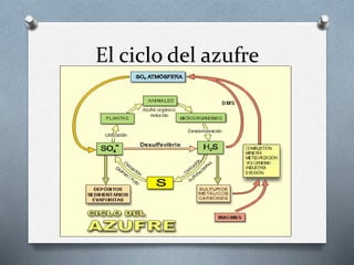 El ciclo del azufre
 