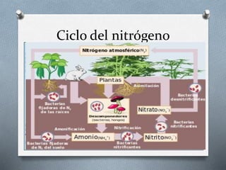 Ciclo del nitrógeno
 