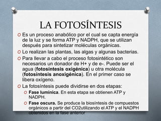 LA FOTOSÍNTESIS
O Es un proceso anabólico por el cual se capta energía
de la luz y se forma ATP y NADPH, que se utilizan
después para sintetizar moléculas orgánicas.
O Lo realizan las plantas, las algas y algunas bacterias.
O Para llevar a cabo el proceso fotosintético son
necesarios un donador de H+ y de e-. Puede ser el
agua (fotosíntesis oxigénica) u otra molécula
(fotosíntesis anoxigénica). En el primer caso se
libera oxígeno.
O La fotosíntesis puede dividirse en dos etapas:
O Fase lumínica. En esta etapa se obtienen ATP y
NADPH.
O Fase oscura. Se produce la biosíntesis de compuestos
orgánicos a partir del CO2utilizando el ATP y el NADPH
obtenidos en la fase anterior
 