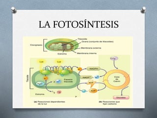 LA FOTOSÍNTESIS
 