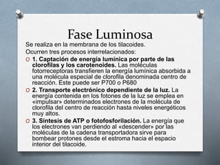 Fase Luminosa
Se realiza en la membrana de los tilacoides.
Ocurren tres procesos interrelacionados:
O 1. Captación de energía lumínica por parte de las
clorofilas y los carotenoides. Las moléculas
fotorreceptoras transfieren la energía lumínica absorbida a
una molécula especial de clorofila denominada centro de
reacción. Este puede ser P700 o P680
O 2. Transporte electrónico dependiente de la luz. La
energía contenida en los fotones de la luz se emplea en
«impulsar» determinados electrones de la molécula de
clorofila del centro de reacción hasta niveles energéticos
muy altos.
O 3. Síntesis de ATP o fotofosforilación. La energía que
los electrones van perdiendo al «descender» por las
moléculas de la cadena transportadora sirve para
bombear protones desde el estroma hacia el espacio
interior del tilacoide.
 