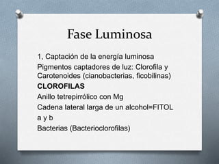 1, Captación de la energía luminosa
Pigmentos captadores de luz: Clorofila y
Carotenoides (cianobacterias, ficobilinas)
CLOROFILAS
Anillo tetrepirrólico con Mg
Cadena lateral larga de un alcohol=FITOL
a y b
Bacterias (Bacterioclorofilas)
Fase Luminosa
 