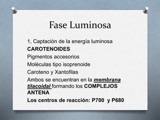 1, Captación de la energía luminosa
CAROTENOIDES
Pigmentos accesorios
Moléculas tipo isoprenoide
Caroteno y Xantofilas
Ambos se encuentran en la membrana
tilacoidal formando los COMPLEJOS
ANTENA
Los centros de reacción: P700 y P680
Fase Luminosa
 
