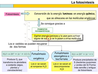 La fotosíntesis
Fotosíntesis Conversión de la energía luminosa en energía química,
que se almacena en las moléculas orgánicas
Se consigue gracias a
PIGMENTOS
FOTOSINTÉTICOS
Captan energía luminosa y la usan para activar
alguno de sus e-
y se lo pasan a otras moléculas
Los e-
cedidos se pueden recuperar
de dos formas
Fotosíntesis
oxigénica
Fotosíntesis
anoxigénica o
bacteriana
Los e-
se sacan
al romperse H2O
Los e-
se sacan al
descomponerse
H2S
Produce O2 que
transformo la atmósfera
a oxidante (algas,
plantas y
cianobacterias)
Produce precipitados de
S (bacterias purpúreas
y verdes del S) Forma
más sencilla y antigua
de fotosíntesis
 