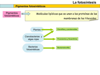 La fotosíntesis
Pigmentos fotosintéticos
Pigmentos
fotosintéticos
Moléculas lipídicas que se unen a las proteínas de las
membranas de los tilacoides
Plantas Clorofilas y carotenoides
Cianobacterias y
algas rojas Ficocianina y ficoeritrina
Bacterias
fotosintéticas
Bacteriolorofila
 