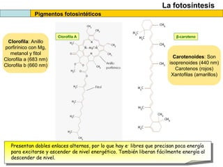 La fotosíntesis
Pigmentos fotosintéticos
β-carotenoClorofila A
Clorofila: Anillo
porfirínico con Mg,
metanol y fitol
Clorofila a (683 nm)
Clorofila b (660 nm)
Carotenoides: Son
isoprenoides (440 nm)
Carotenos (rojos)
Xantofilas (amarillos)
Presentan dobles enlaces alternos, por lo que hay e-
libres que precisan poca energía
para excitarse y ascender de nivel energético. También liberan fácilmente energía al
descender de nivel.
 