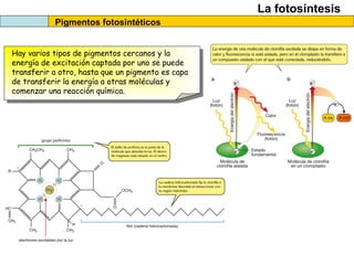 La fotosíntesis
Pigmentos fotosintéticos
Hay varios tipos de pigmentos cercanos y la
energía de excitación captada por uno se puede
transferir a otro, hasta que un pigmento es capa
de transferir la energía a otras moléculas y
comenzar una reacción química.
 