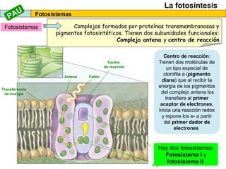 Complejos formados por proteínas transmembranosas y
pigmentos fotosintéticos. Tienen dos subunidades funcionales:
Complejo antena y centro de reacción
La fotosíntesis
Fotosistemas
Antena
Transferencia
de energía
Centro
de reacción
Fotón
Moléculas de
pigmento diana
Aceptor
de electrones
Fotosistemas
Complejo antena o
captador de luz:
Contiene pigmentos
(clorofila a, b y
carotenoides) captan
energía luminosa, se
excitan, transmiten esa
energía de una a otras y
la ceden al final al centro
de reacción
Centro de reacción:
Tienen dos moléculas de
un tipo especial de
clorofila a (pigmento
diana) que al recibir la
energía de los pigmentos
del complejo antena los
transfiere al primer
aceptor de electrones.
Inicia una reacción redox
y repone los e- a partir
del primer dador de
electrones
Hay dos fotosistemas:
Fotosistema I y
fotosistema II
PAU
 