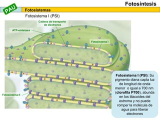 Fotosíntesis
Fotosistemas
Fotosistema I (PSI)
Fotosistema I
Fotosistema II
ATP-sintetasa
Cadena de transporte
de electrones
Fotosistema I (PSI): Su
pigmento diana capta luz
de longitud de onda
menor o igual a 700 nm
(clorofila P700), abunda
en los tilacoides del
estroma y no puede
romper la molécula de
agua para liberar
electrones
PAU
 