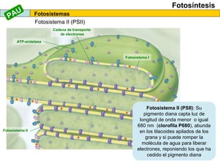 Fotosíntesis
Fotosistemas
Fotosistema II (PSII)
Fotosistema I
Fotosistema II
ATP-sintetasa
Cadena de transporte
de electrones
Fotosistema II (PSII): Su
pigmento diana capta luz de
longitud de onda menor o igual
680 nm (clorofila P680), abunda
en los tilacoides apilados de los
grana y si puede romper la
molécula de agua para liberar
electrones, reponiendo los que ha
cedido el pigmento diana
PAU
 