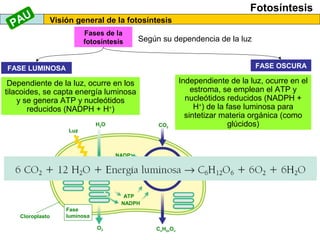 Fotosíntesis
Visión general de la fotosíntesis
Fases de la
fotosíntesis
FASE LUMINOSA FASE OSCURA
Según su dependencia de la luz
Dependiente de la luz, ocurre en los
tilacoides, se capta energía luminosa
y se genera ATP y nucleótidos
reducidos (NADPH + H+
)
Independiente de la luz, ocurre en el
estroma, se emplean el ATP y
nucleótidos reducidos (NADPH +
H+
) de la fase luminosa para
sintetizar materia orgánica (como
glúcidos)
Cloroplasto
Fase
luminosa
Luz
H2O
O2
NADPH
NADP+
ATP
ADP
+ Pi
Fase
oscura
CO2
CnH2nOn
PAU
 