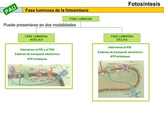 Fotosíntesis
Fase luminosa de la fotosíntesis
FASE LUMINOSA
FASE LUMINOSA
ACÍCLICA
FASE LUMINOSA
CÍCLICA
Intervienen el PSI y el PSII
Cadenas de transporte electrónico
ATP-sintetasas
Puede presentarse en dos modalidades
Intervienen el PSI
Cadenas de transporte electrónico
ATP-sintetasas
PAU
 