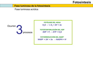 Fotosíntesis
Fase luminosa de la fotosíntesis
Fase luminosa acíclica
FOTÓLISIS DEL AGUA
FOTOFOSFORILACIÓN DEL ADP
FOTORREDUCCIÓN DEL NADP+
ADP + Pi → ATP + H2O
H2O → ½ O2 + 2H+
+ 2e-
NADP+
+ 2H+
+ 2e-
→ NADPH + H+
Ocurren
3procesos
 