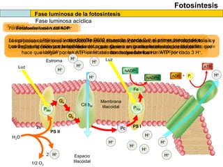 La luz incide sobre el PSII,El primer aceptor de e- los pasa a una cadena transportadora de e- que al final los
ceden a la clorofila P700 del PSI y pasando otros 2 H+ del estroma al tilacoide
Al recibir luz el PSI su clorofila P700 pasa 2 e-
aun aceptor de e- que se reponen gracias a los
que llegan del PSII. Los transfiere a otra cadena de transporte electrónico que al final los cede
al NADP+
que toma dos H+
del estroma y se reduce a NADPH+H+
Los procesos anteriores introducen H+
en el tilacoide. Por cada 2 e-
entran 2H+
de la fotolisis y
otros 2 de la cadena transportadora. Lo que genera un gradiente electroquímico de H+
, que
hace que salgan por las ATP-sintetasas las cuales fabrican un ATP por cada 3 H+
.
Fotosíntesis
Fase luminosa de la fotosíntesis
Fase luminosa acíclica
Pc
H+
2 H+
H+
H+
P700
ATP
NADPH
P680
QA
LuzEstroma
Espacio
tilacoidal
Fe
NADP+H+
H+
H+
QB
Cit b6f
Membrana
tilacoidal
PS II
PS I
H+
H2O
1/2 O2
ADP + Pi
H+
Luz
2e-
Fotolisis
Los 2 e-
se reponen por la hidrólisis del agua.
su clorofila P680 se excita y cede 2 e-
al primer aceptor de e-
.
Ocurre en la cara interna de los tilacoides
donde quedan los H+
H+
H+
Fororreducción del NADPH+H+Fotofosforilación del ADP
H+
H+
 